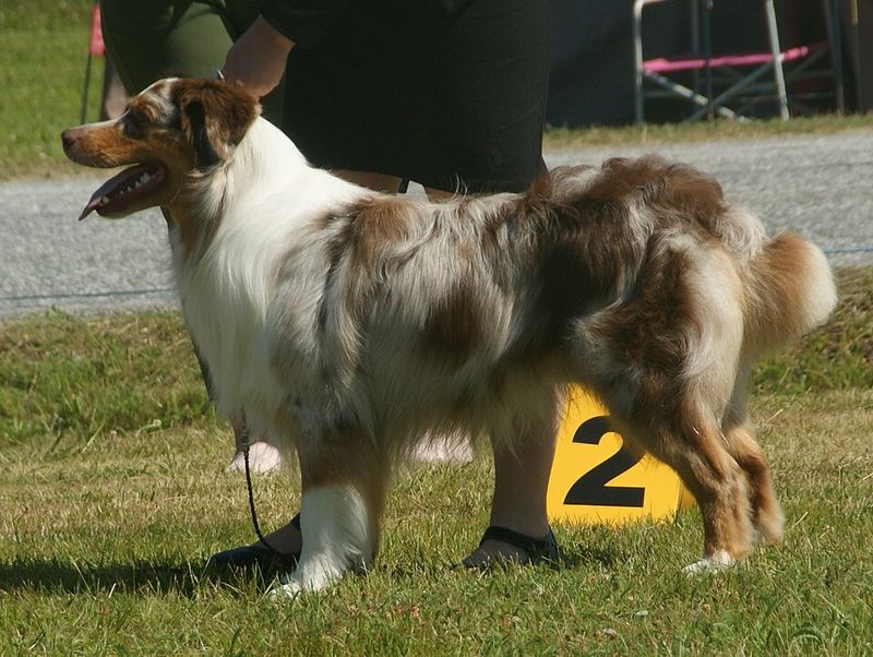 Some dogs mature emotionally just like people - These 15 prove it 15 Australian Shepherd