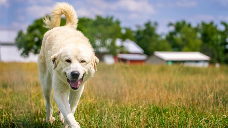23 Gentle Dog Breeds Perfect for a Peaceful Lifestyle 20 Great Pyrenees
