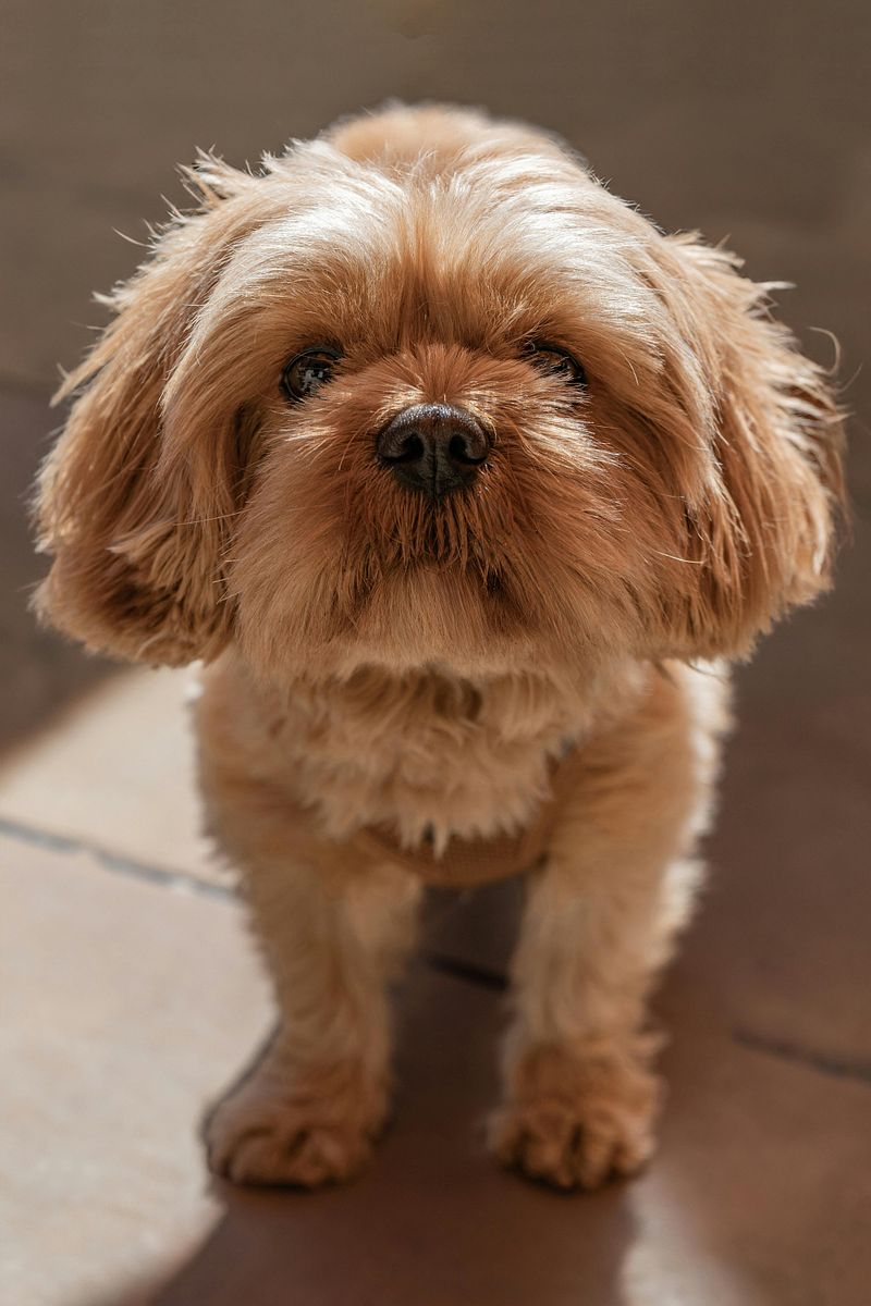 Shih Tzu