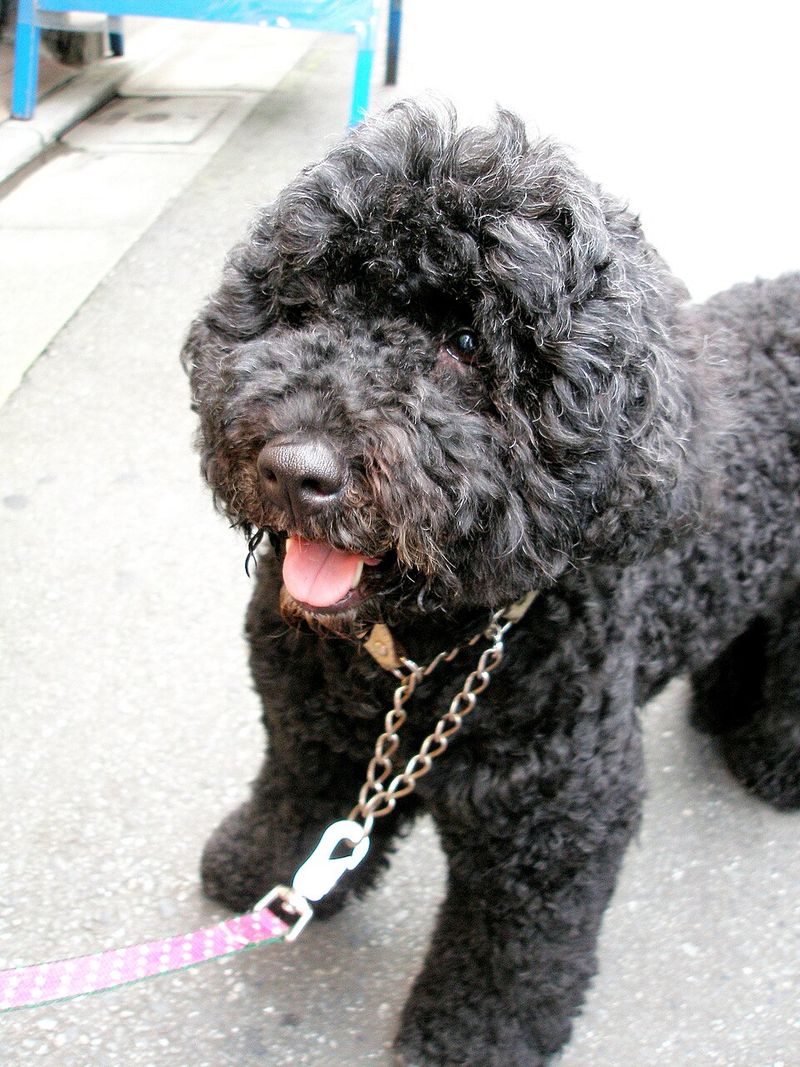 21 dog breeds that work best when they have a real job to do 20 Portuguese Water Dog
