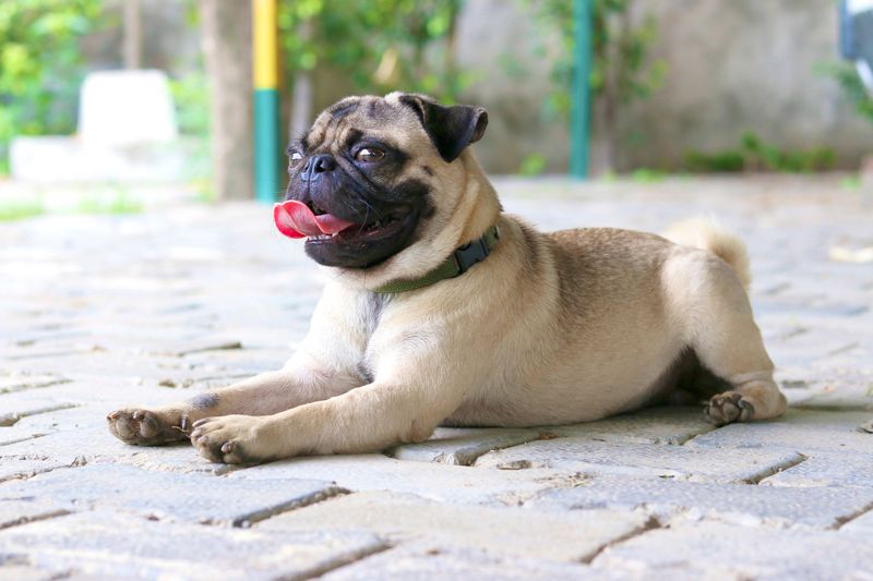 Some dogs check in occasionally - These breeds can turn staying nearby into part of the daily routine 8 Pug