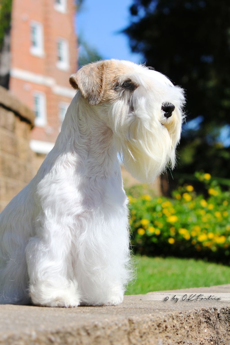 Sealyham Terrier