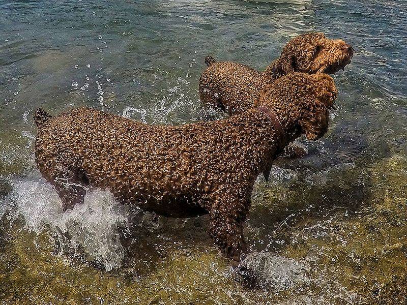 Spanish Water Dog