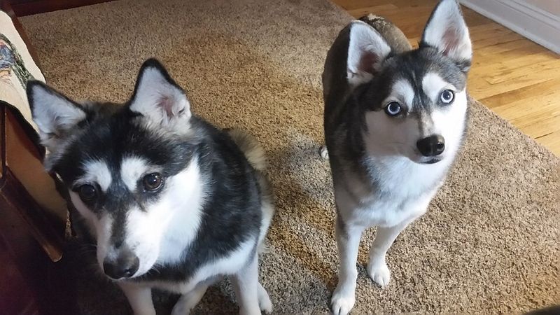 15 Dog Breeds with Stunning Eyes 15 Alaskan Klee Kai