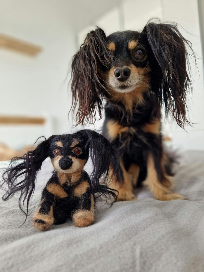 10 small dog breeds that form an unbreakable bond with just one person 11 Russian Toy
