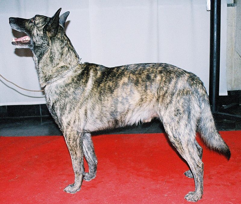 Dutch Shepherd