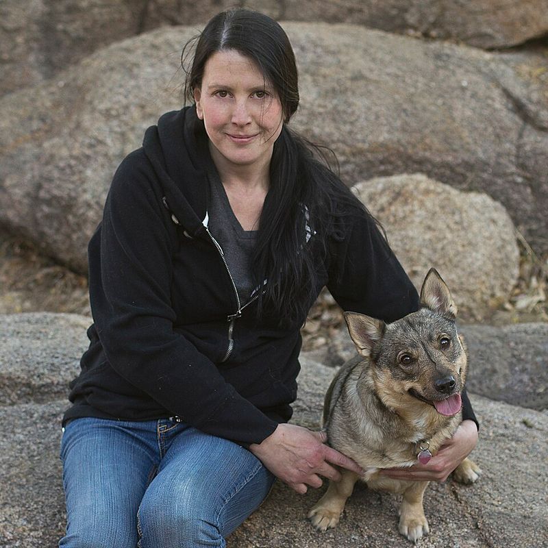 Swedish Vallhund