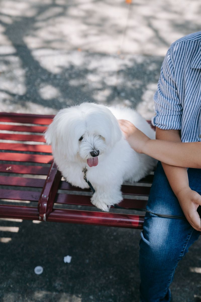 The wrong dog can make retirement harder - These breeds may fit a slower lifestyle better 6 Maltese