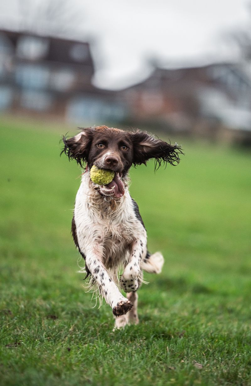 Some dog breeds recover quickly because resilience is simply part of who they are 12 English Springer Spaniel