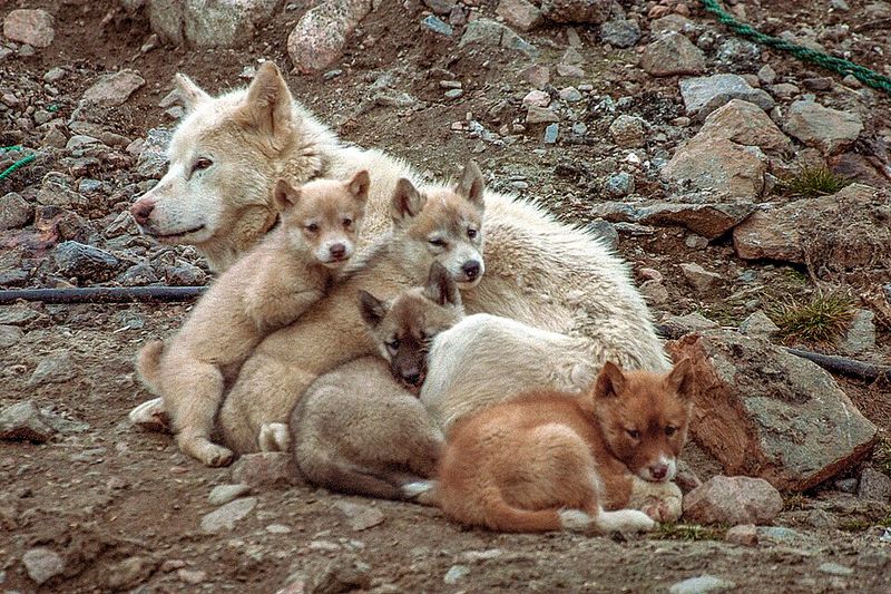 Greenland Dog