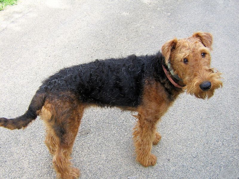 Dogs that seem stubborn during training are often just bored, and these 11 breeds prove it 12 Airedale Terrier