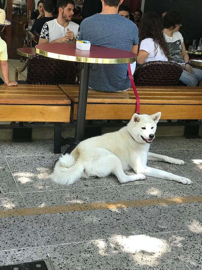 Shiba Inu