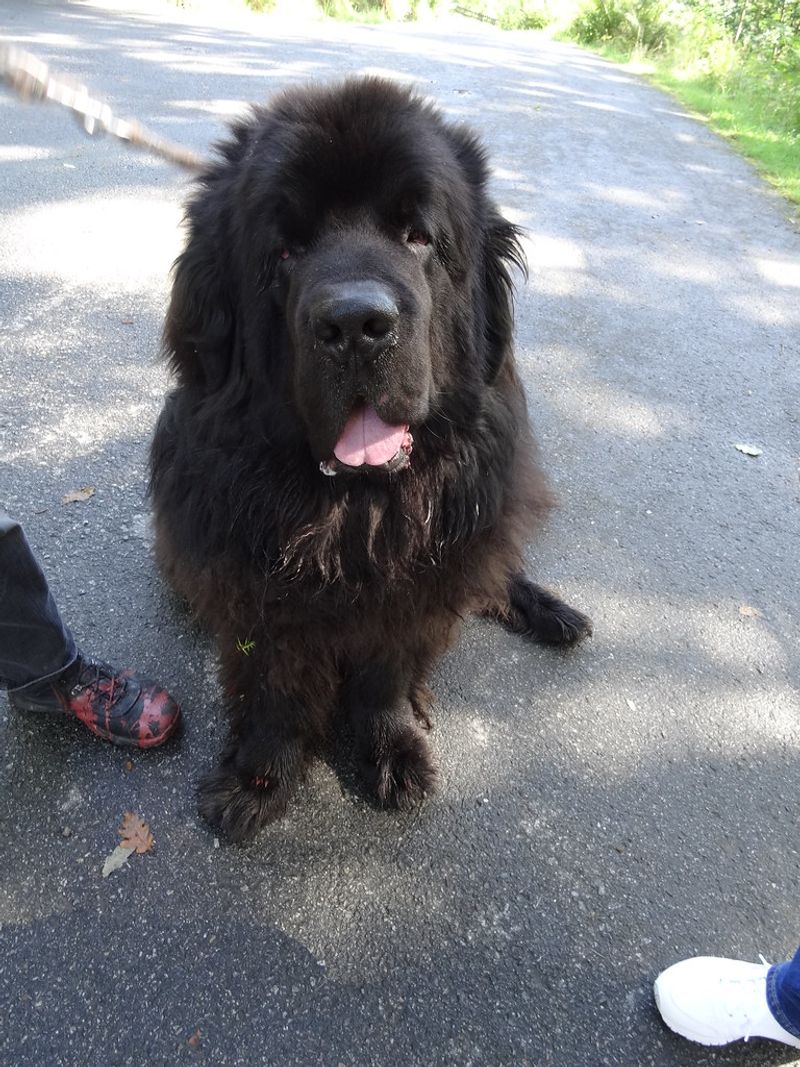 A calm first response is one of the qualities owners appreciate most about these companions 3 Newfoundland