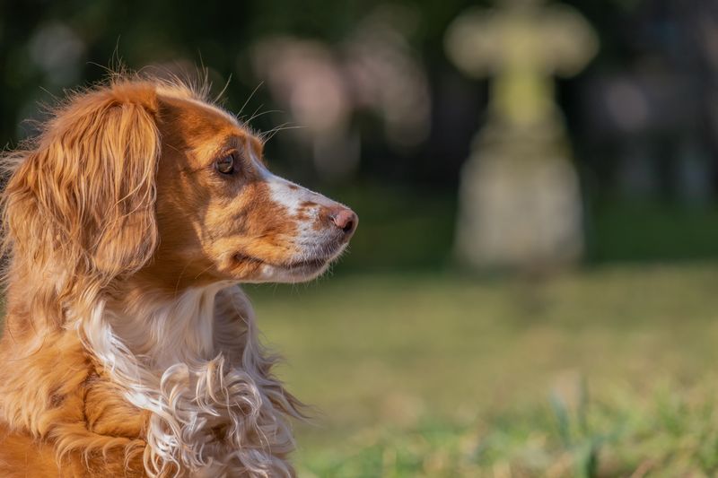 Some dog breeds leave such a lasting impression that every future companion has big shoes to fill 15 Brittany