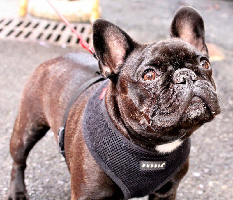 Your dog keeps begging after a full meal? These 10 breeds may explain why food motivation needs boundaries 9 French Bulldog
