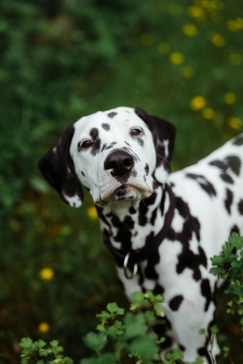 14 dog breeds that seem perfect on paper but struggle with everyday home routines 3 Dalmatian