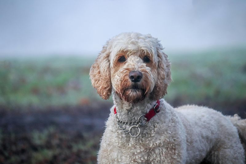 26 Popular Doodle Dog Mixes Loved for Their Personality and Charm 2 Labradoodle