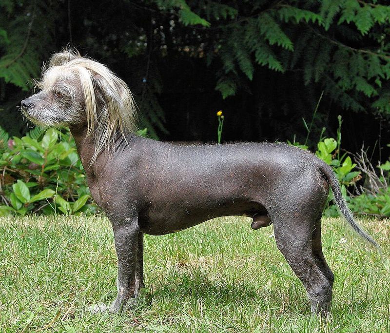 Chinese Crested