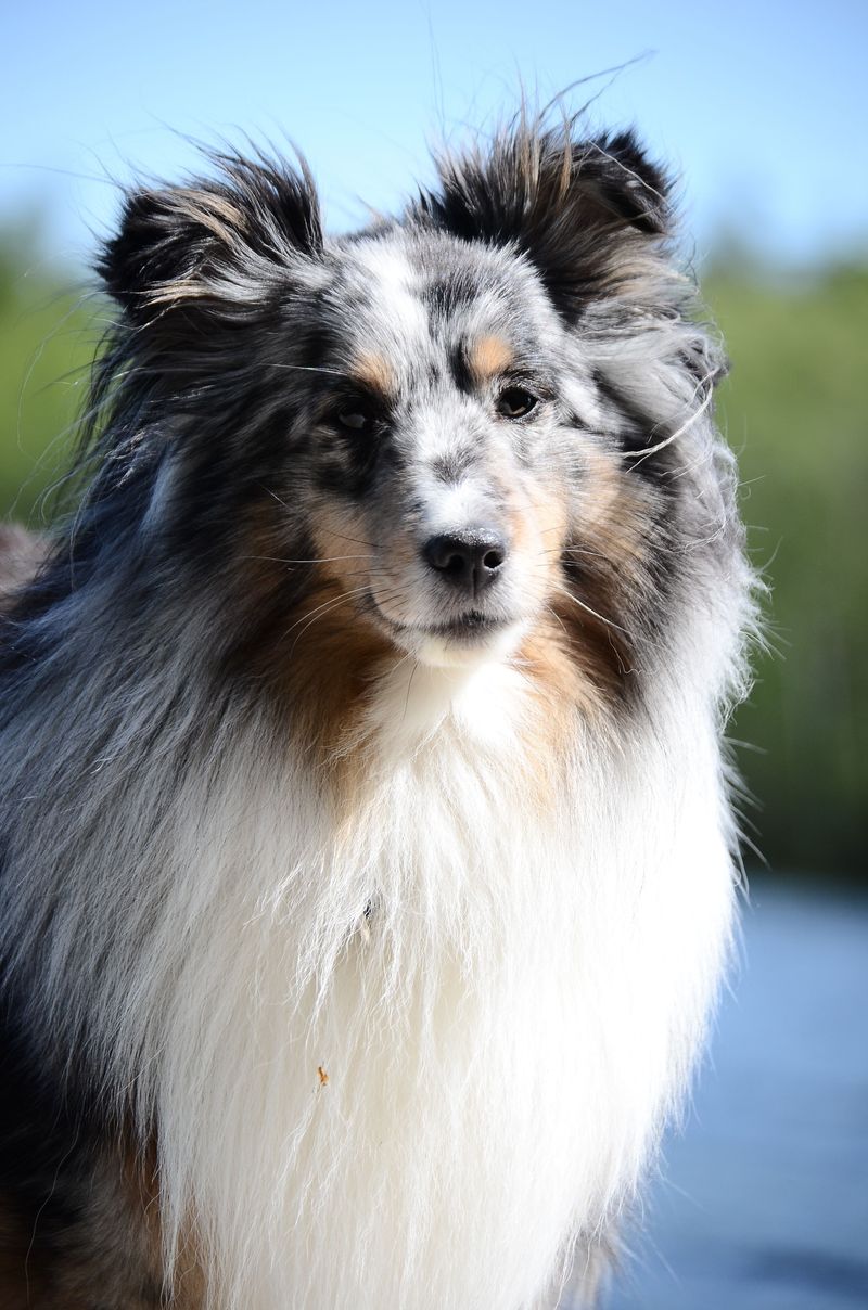 12 dog breeds that can shut down around conflicting commands - plus 3 that roll with the chaos 4 Shetland Sheepdog - sensitive strategist with a soft heart