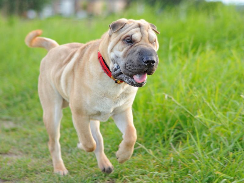 Shar Pei