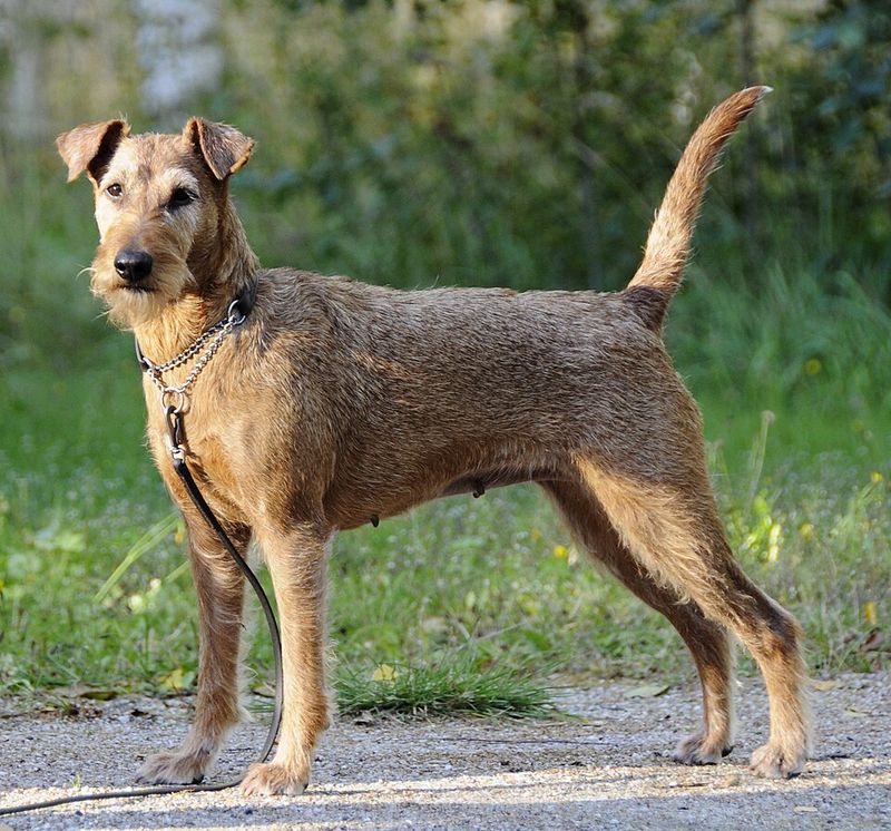 13 Dog Breeds with the Most Inquisitive and Wonderfully Curious Personalities 7 Irish Terrier