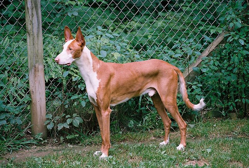 Ibizan Hound