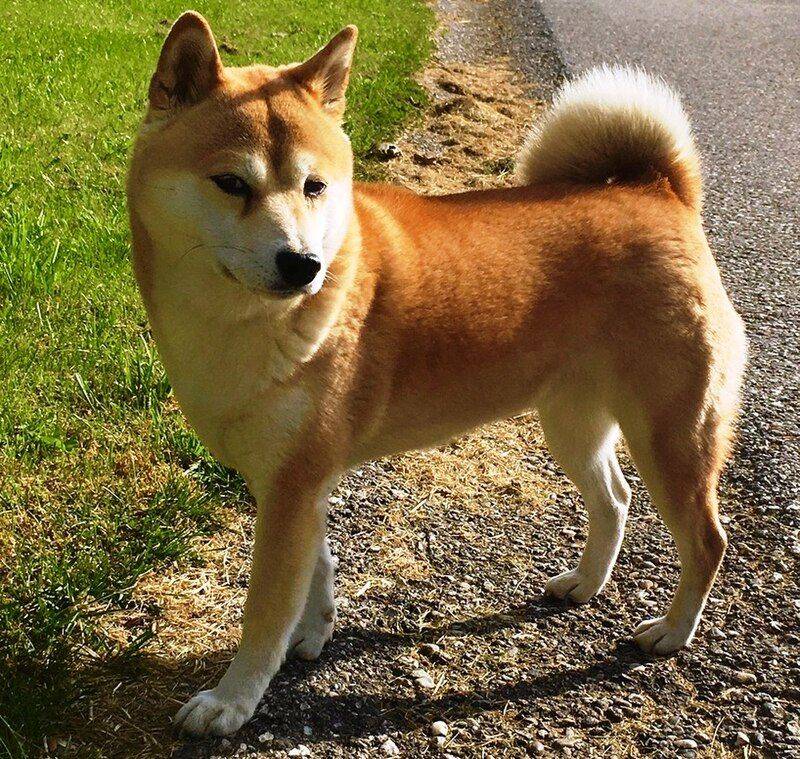 25 Dog Breeds with the Closest Genetic Ancestry to Wolves 16 Shiba Inu