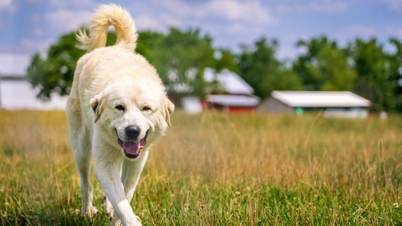 These 11 dog breeds challenge the way people measure intelligence 7 Great Pyrenees