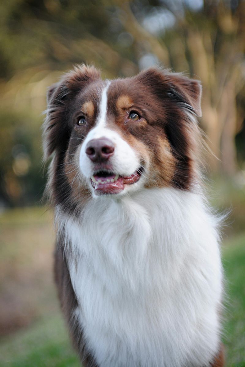 Australian Shepherd