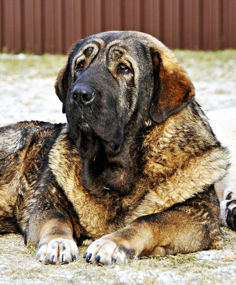 14 Dog Breeds That Grow Emotionally Attached to Places, Not Just People 5 Spanish Mastiff