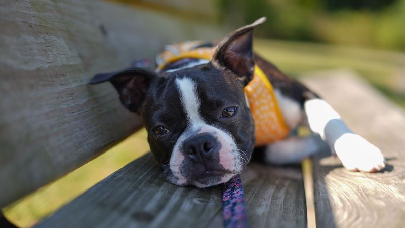 Boston Terrier