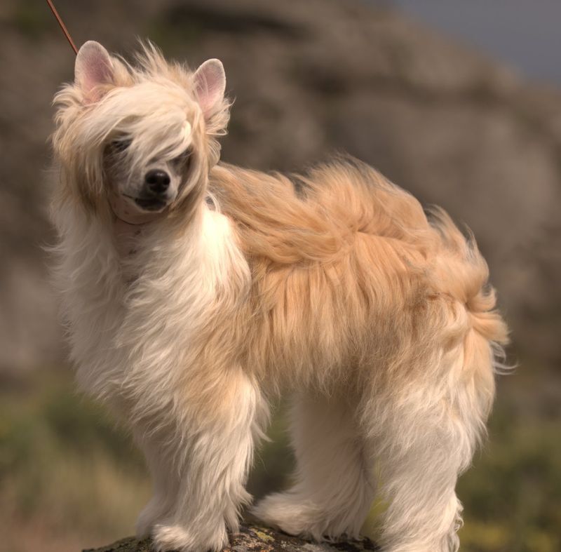 25 Small Dog Breeds Known for Their Loyalty and Affection 23 Chinese Crested