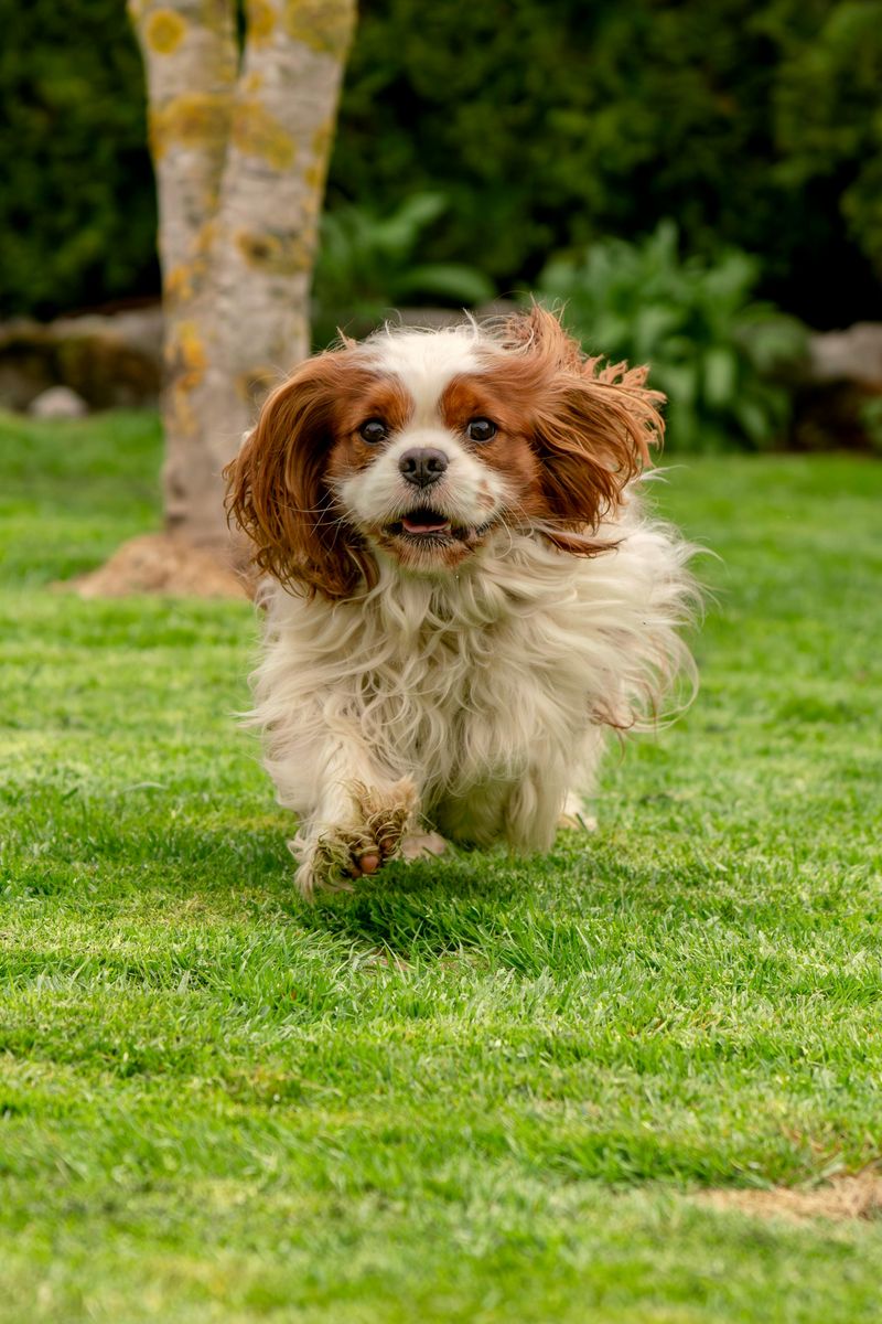 Cavalier King Charles Spaniel