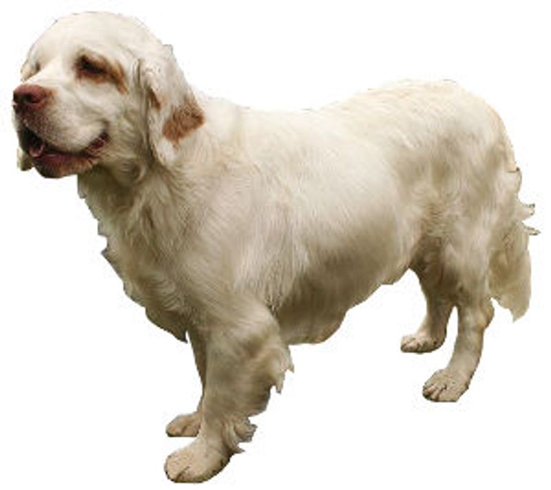 “Calm Dog” Is a Marketing Trick - 12 Breeds That Are Calm Only in the ...