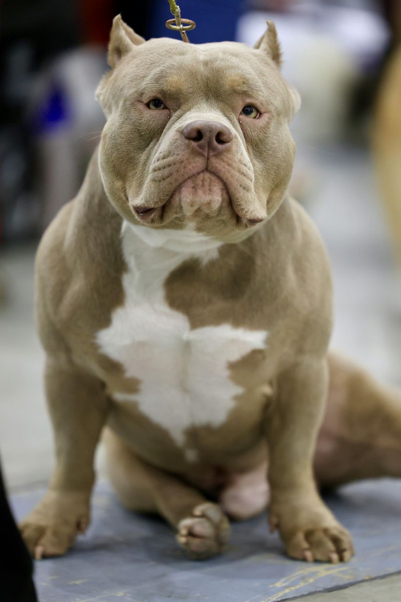 American Bully