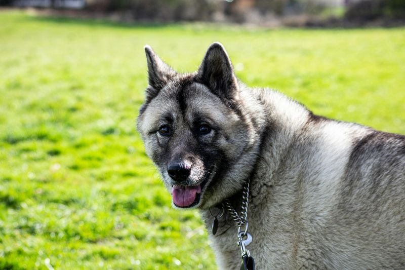 11 Dog Breeds That Bond More with Other Dogs Than Humans 11 Norwegian Elkhound