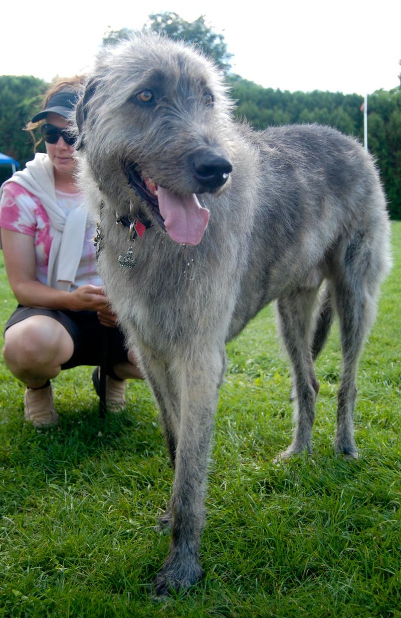 14 Dog Breeds That Stay Steady and Calm Even When Everything Around Them Isn’t 10 Irish Wolfhound