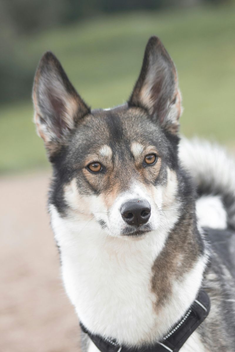 “Wolfish” Dogs Keep Taking Over Feeds - 11 Breeds With That Wild Northern Look 8 West Siberian Laika