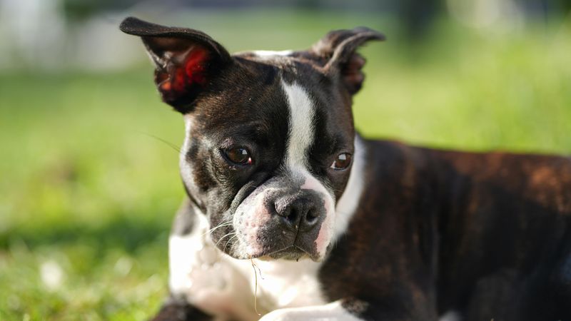 13 small-home dogs that don’t act like they’re missing out 3 Boston Terrier