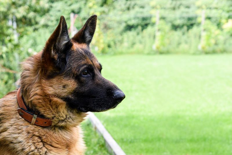 The internet makes one type of dog look unavoidable - Younger owners aren't necessarily following the script 3 German Shepherd