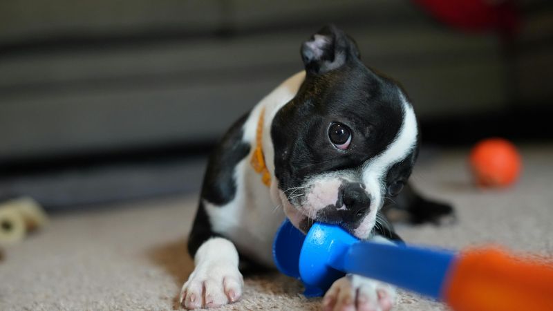 19 Small Changes That Can Instantly Improve Your Dog’s Behavior 12 Rotate Toys and Chews