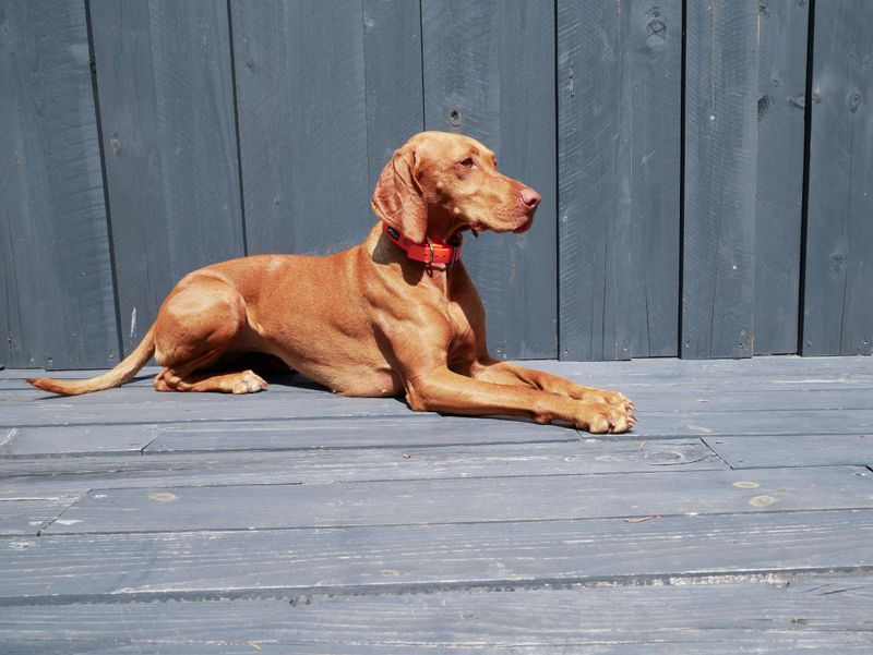 Some dog breeds naturally prefer going through everyday life right beside their people 2 Vizsla