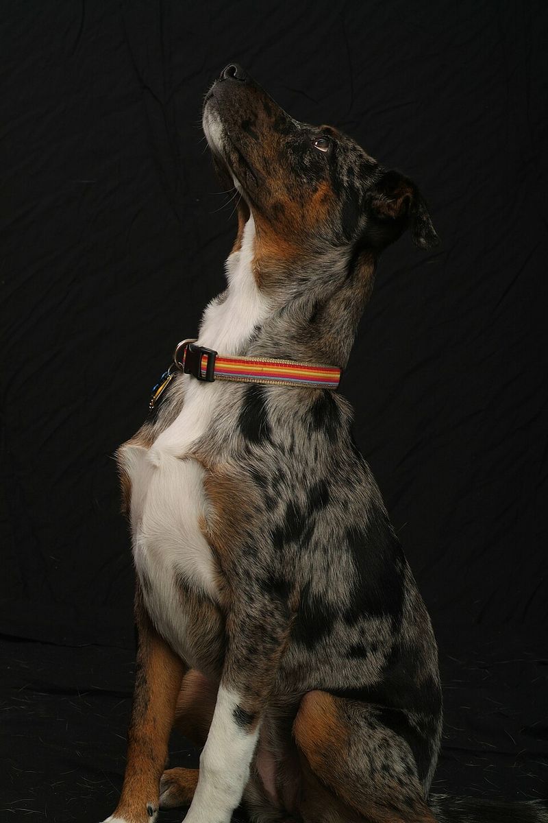 Catahoula Leopard Dog
