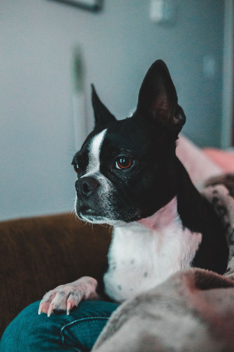 11 dog breeds that may make you love the older version even more than the puppy you brought home 8 Boston Terrier