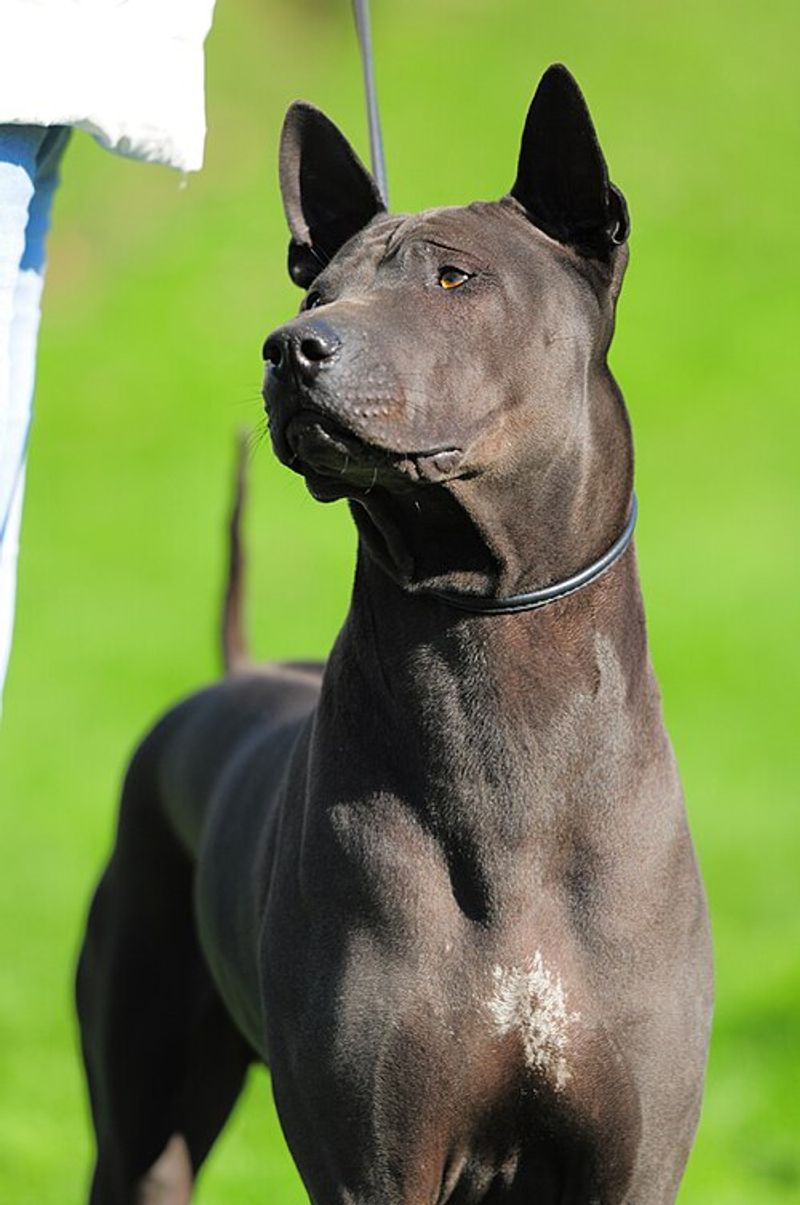 Thai Ridgeback