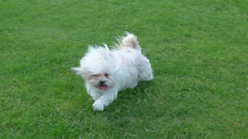 11 fluffy little breeds that make it surprisingly difficult to get up once everyone is comfortable 11 Lhasa Apso