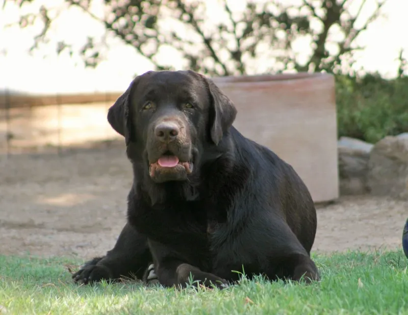 Labrador Retriever