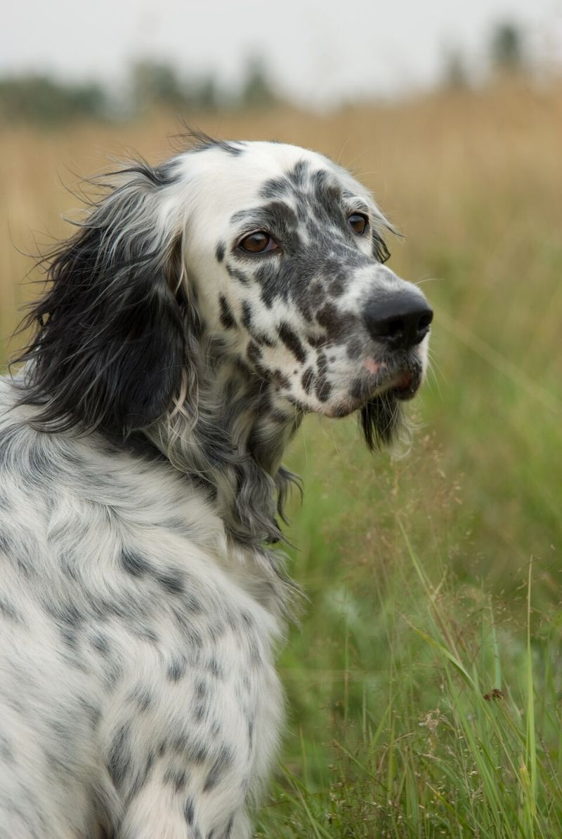 Living with these dog breeds often feels easier because they rarely resist the little things 13 English Setter