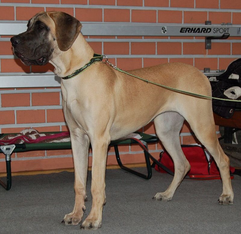 19 dog breeds that stand out the most in crowded public places without even trying 5 Great Dane