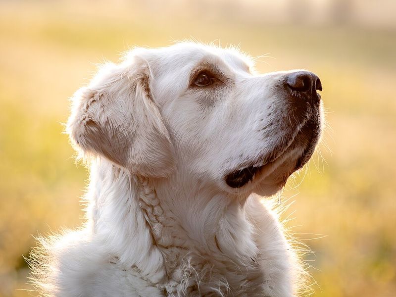 11 loving dogs that treat staying close to you as their favorite thing in life 8 Golden Retriever